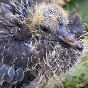 Meet your Posher, Rhyn